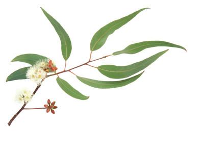 eucalyptus-radiata